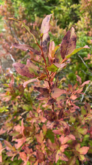 Vaccinium membranaceum