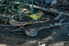 Chondestes grammacus