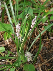 Liriope