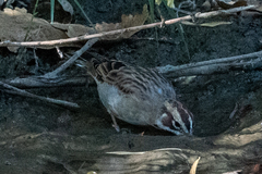 Chondestes grammacus