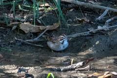 Chondestes grammacus