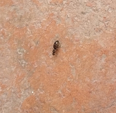 Brachymyrmex