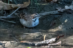 Chondestes grammacus