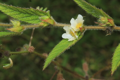 Sida glomerata
