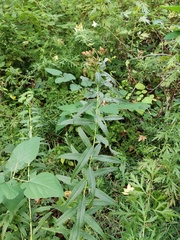 Cirsium