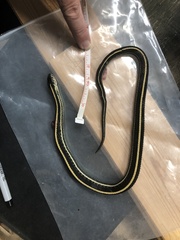 Thamnophis radix