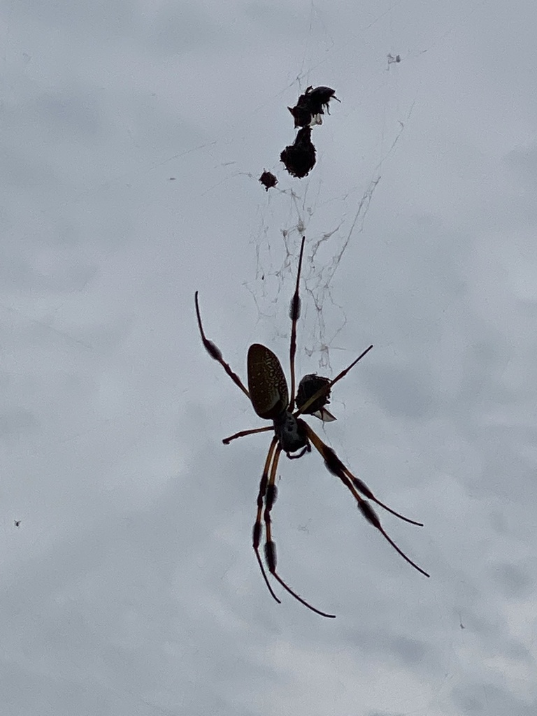 Golden Silk Spider from Carters Point Rd, Buffalo Junction, VA, US on
