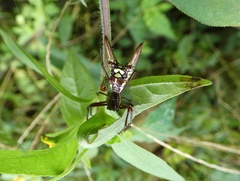 Micrathena sexspinosa
