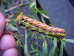 Eumorpha fasciatus