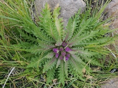 Cirsium scariosum congdonii