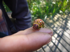 Eumorpha fasciatus