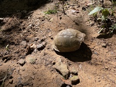 Terrapene carolina triunguis