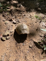 Terrapene carolina triunguis