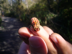Eumorpha fasciatus