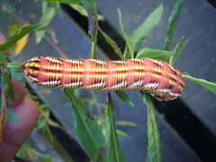 Eumorpha fasciatus