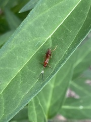 Mesostenus thoracicus