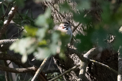 Chondestes grammacus