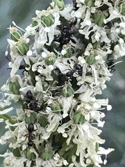 Xerophyllum tenax