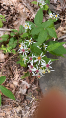 Eurybia divaricata