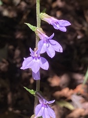 Lobelia puberula