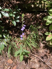 Lobelia puberula