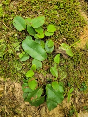 Epigaea repens