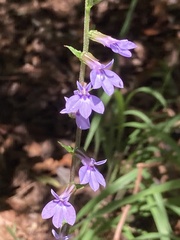 Lobelia puberula