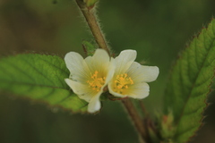 Sida glomerata