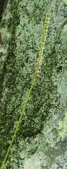 Galax urceolata