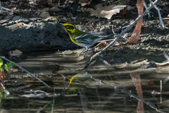 Setophaga townsendi