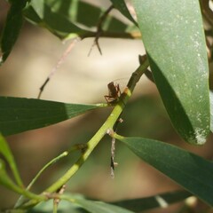 Acacia longifolia longifolia