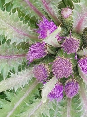 Cirsium scariosum congdonii