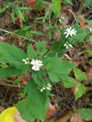 Eurybia divaricata