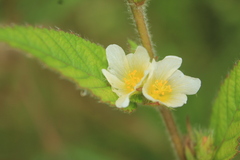 Sida glomerata