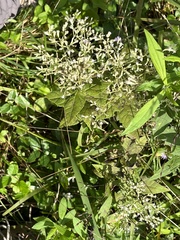Eupatorium pubescens