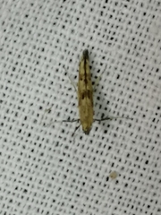 Caloptilia populetorum