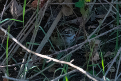 Chondestes grammacus