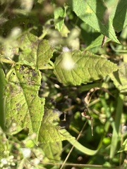 Eupatorium pubescens