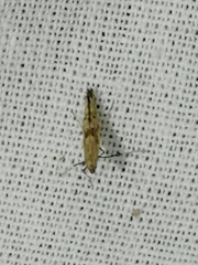 Caloptilia populetorum