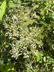 Eupatorium pubescens