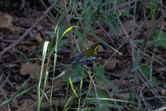 Setophaga townsendi