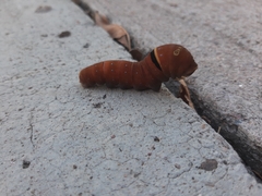 Papilio multicaudata