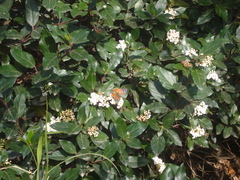 Vanessa braziliensis