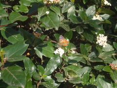 Vanessa braziliensis