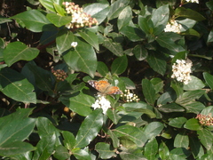Vanessa braziliensis