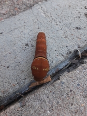 Papilio multicaudata