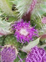 Cirsium scariosum congdonii