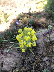 Castilleja campestris