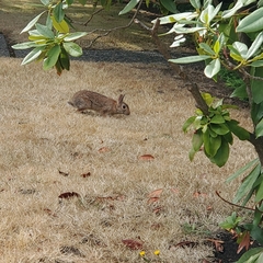 Leporidae