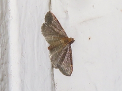 Hypsopygia glaucinalis